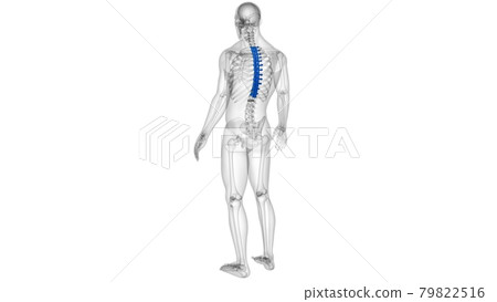 Human Skeleton Vertebral Column Thoracic Vertebrae Anatomy 79822516
