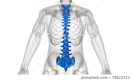 Human Skeleton Vertebral Column Vertebrae Anatomy 79822522