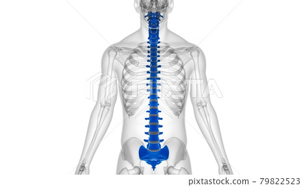 Human Skeleton Vertebral Column Vertebrae Anatomy 79822523