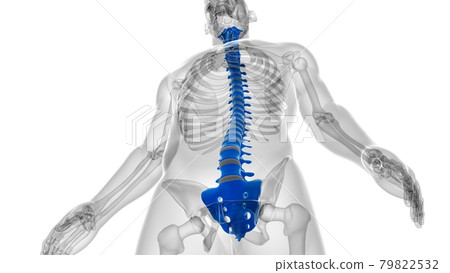 Human Skeleton Vertebral Column Vertebrae Anatomy Human Skeleton Vertebral Column Vertebrae Anatomy 79822532