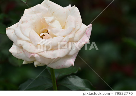Lacy Lady Rose Lacy Lady Rose 79822770