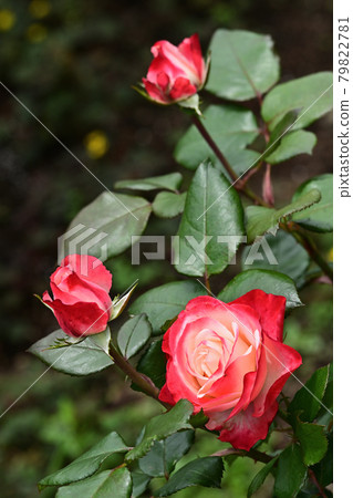 Nostalgia rose 79822781