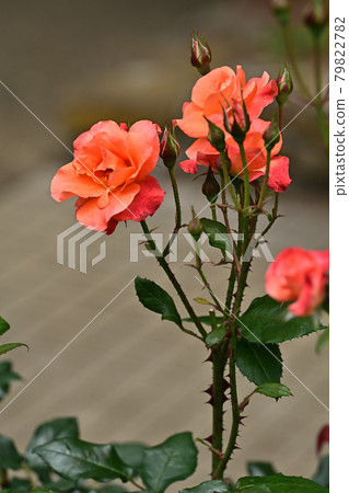 Princess Michiko Princess Michiko 79822782