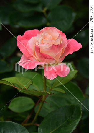 Diana Princess of Wales Diana Princess of Wales 79822783