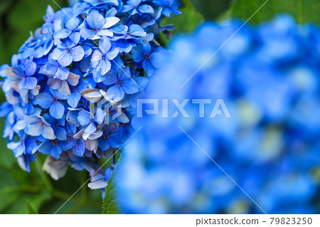 繡球花日本風景 繡球花日本風景 79823250