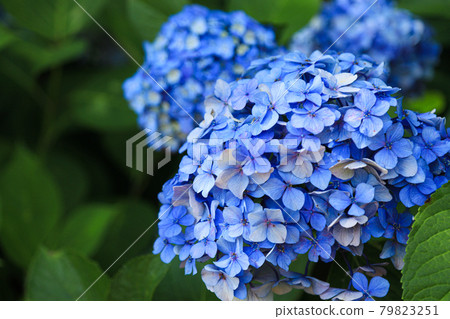 繡球花日本風景 繡球花日本風景 79823251