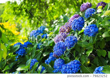 繡球花日本風景 繡球花日本風景 79823252