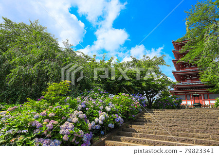 [Matsudo City, Chiba Prefecture] Scenery of Hondoji Temple and hydrangea 79823341