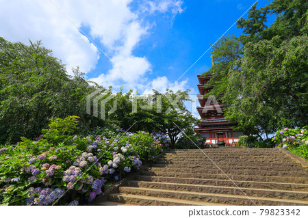 [Matsudo City, Chiba Prefecture] Scenery of Hondoji Temple and hydrangea 79823342