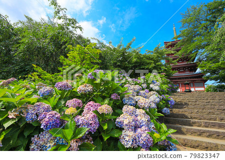 [千葉縣松戶市] 本堂寺和繡球花的風景 79823347