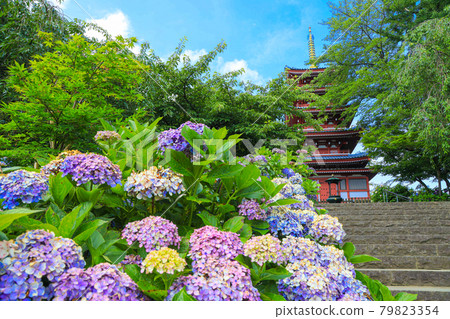 [Matsudo City, Chiba Prefecture] Scenery of Hondoji Temple and hydrangea 79823354