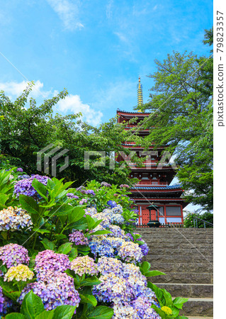 [Matsudo City, Chiba Prefecture] Scenery of Hondoji Temple and hydrangea 79823357