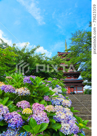 [Matsudo City, Chiba Prefecture] Scenery of Hondoji Temple and hydrangea 79823359
