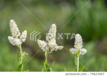 Alpine plant that blooms white flowers Veratrum stamineum Alpine plant that blooms white flowers Veratrum stamineum 79823807