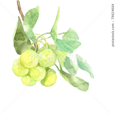 Ginkgo nuts with branches and leaves [Hand-painted watercolor] White background with copy space PNG 79824684