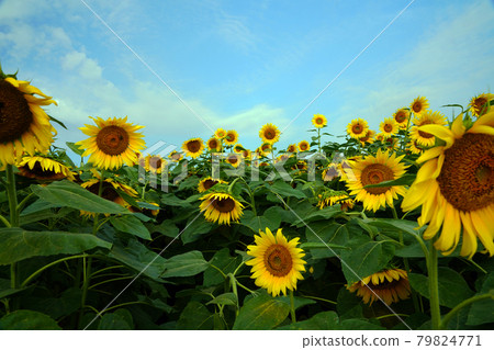 Sunflower 918 Sunflower 918 79824771