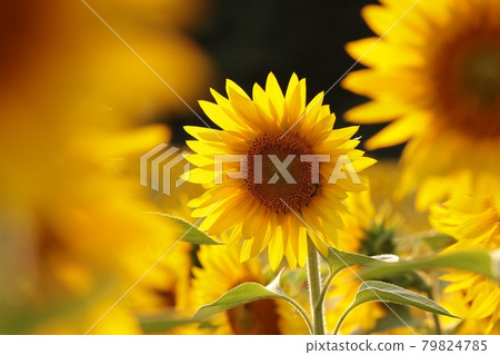 Sunflower - Helianthus annuus in the field at sunset 79824785