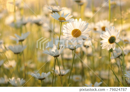 Daisies on a spring meadow at sunrise 79824787