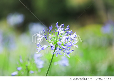 Agapanthus Flower Agapanthus Flower 79824837