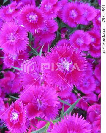 Pink nadesico flowers Pink nadesico flowers 79824941