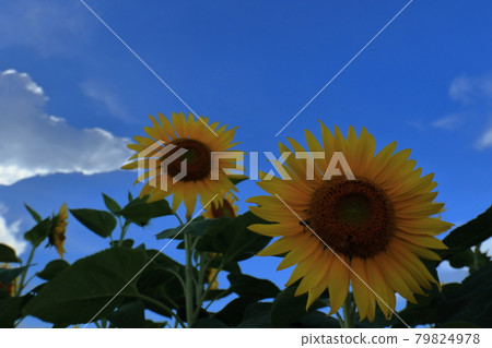Sunflower and blue sky (with clouds) 79824978