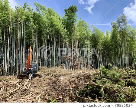 Bamboo grove / felling 79825024