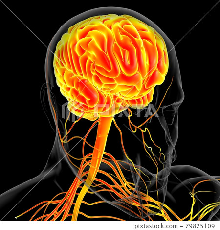 Human Brain Anatomy For Medical Concept 3D Rendering 79825109