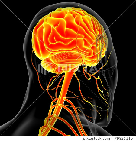 Human Brain Anatomy For Medical Concept 3D Rendering 79825110