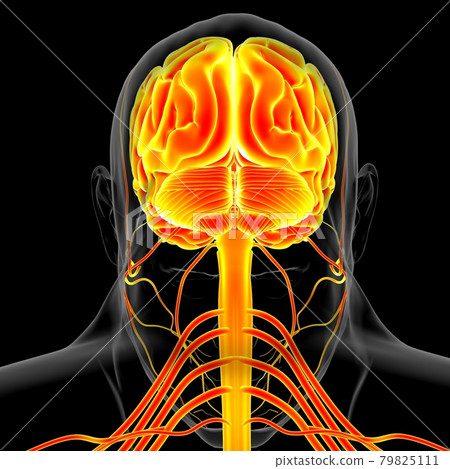 Human Brain Anatomy For Medical Concept 3D Rendering 79825111