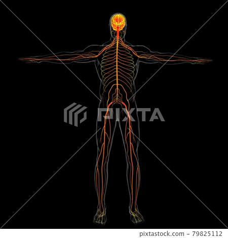 Human Brain Anatomy For Medical Concept 3D Rendering 79825112