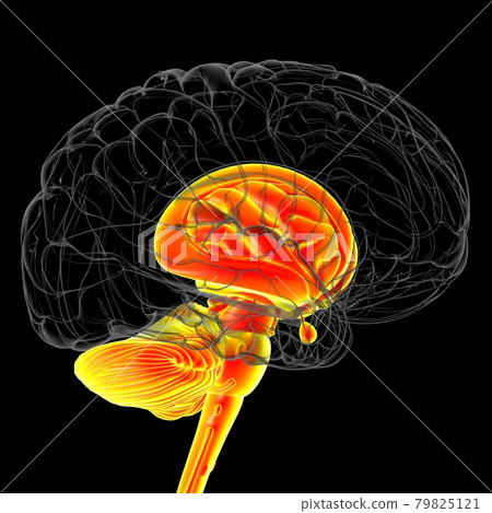 Human Brain inner parts Anatomy For Medical Concept 3D Rendering Human Brain inner parts Anatomy For Medical Concept 3D Rendering 79825121