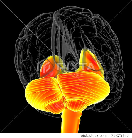 Human Brain inner parts Anatomy For Medical Concept 3D Illustration 79825122