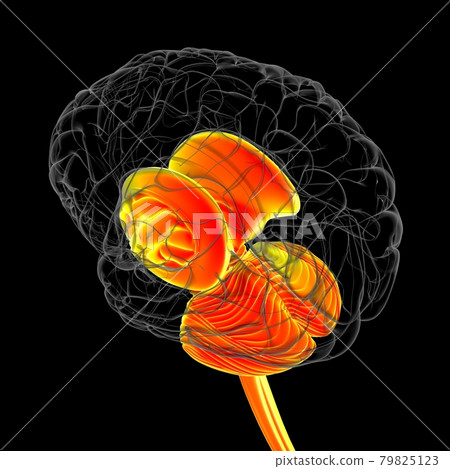 Human Brain inner parts Anatomy For Medical Concept 3D Illustration Human Brain inner parts Anatomy For Medical Concept 3D Illustration 79825123