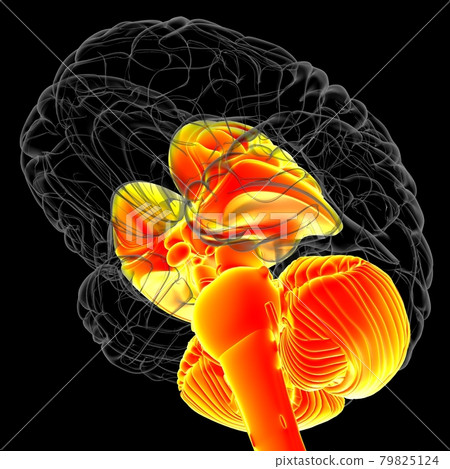 Human Brain inner parts Anatomy For Medical Concept 3D Human Brain inner parts Anatomy For Medical Concept 3D 79825124