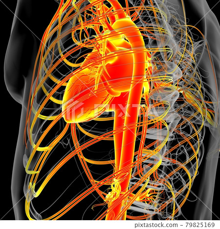 Human Heart With Circulatory System Anatomy For Medical Concept 3D Human Heart With Circulatory System Anatomy For Medical Concept 3D 79825169