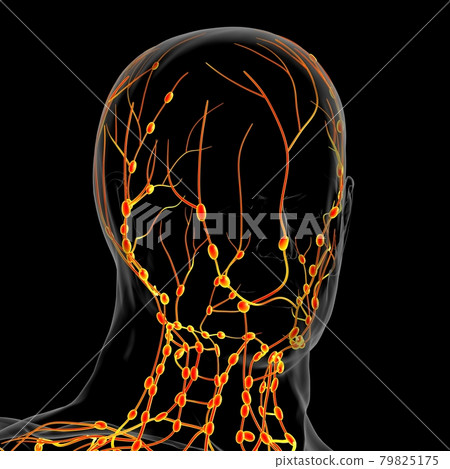 Human Lymph Nodes Anatomy For Medical Concept 3D Rendering Human Lymph Nodes Anatomy For Medical Concept 3D Rendering 79825175