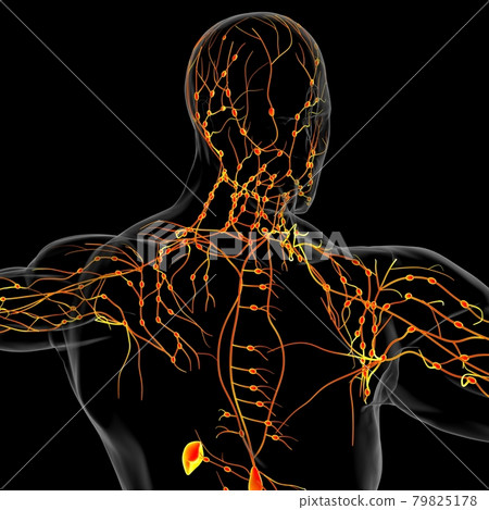 Human Lymph Nodes Anatomy For Medical Concept 3D Rendering Human Lymph Nodes Anatomy For Medical Concept 3D Rendering 79825178