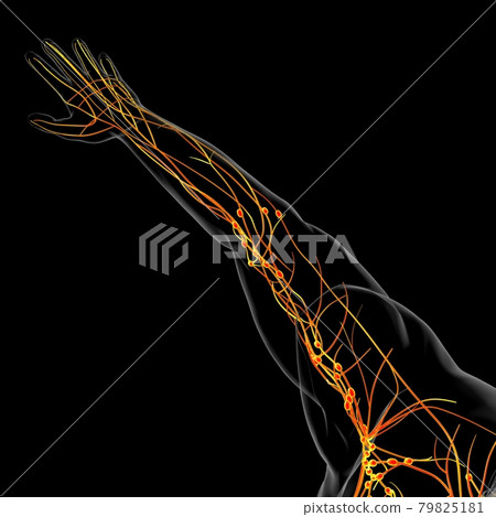 Human Lymph Nodes Anatomy For Medical Concept 3D Rendering Human Lymph Nodes Anatomy For Medical Concept 3D Rendering 79825181