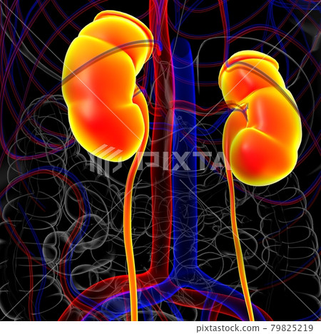 Human Urinary System Kidneys with Bladder Anatomy For Medical Concept 3D 79825219