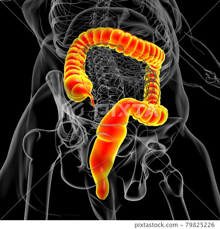 Large Intestine 3D Illustration Human Digestive System Anatomy Large Intestine 3D Illustration Human Digestive System Anatomy 79825226