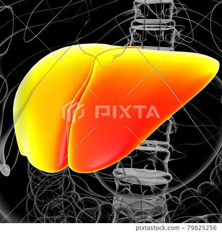 Liver 3D Illustration Human Digestive System Anatomy 79825256
