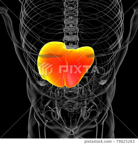 Liver 3D Illustration Human Digestive System Anatomy Liver 3D Illustration Human Digestive System Anatomy 79825263