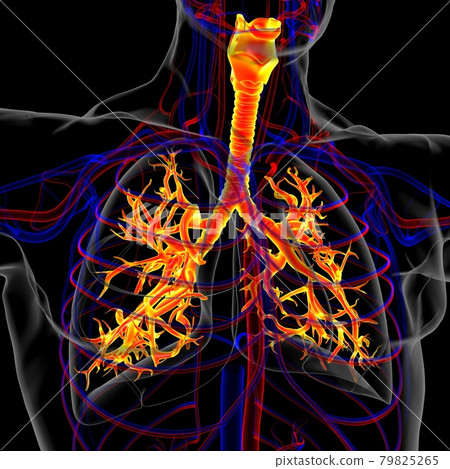 Lungs Human Respiratory System Anatomy For Medical Concept 3D Rendering Lungs Human Respiratory System Anatomy For Medical Concept 3D Rendering 79825265