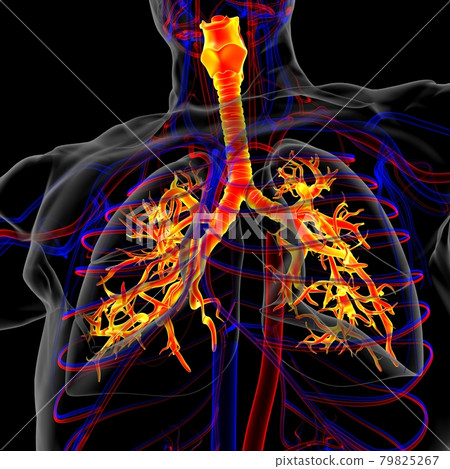 Lungs Human Respiratory System Anatomy For Medical Concept 3D Rendering Lungs Human Respiratory System Anatomy For Medical Concept 3D Rendering 79825267