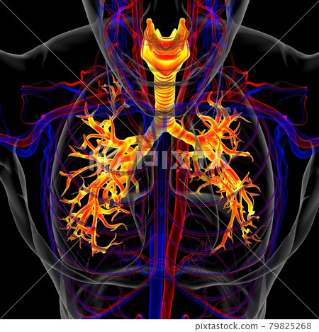 Lungs Human Respiratory System Anatomy For Medical Concept 3D Rendering Lungs Human Respiratory System Anatomy For Medical Concept 3D Rendering 79825268