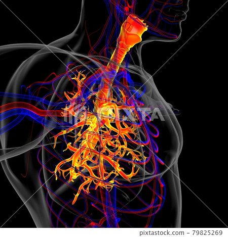Lungs Human Respiratory System Anatomy For Medical Concept 3D Rendering Lungs Human Respiratory System Anatomy For Medical Concept 3D Rendering 79825269