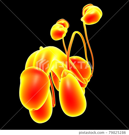 Male Reproductive System Anatomy For Medical Concept 3D Rendering 79825286