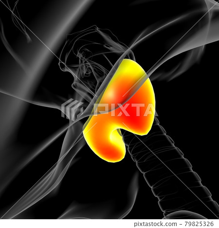 Thyroid Gland Anatomy For Medical Concept 3D 79825326