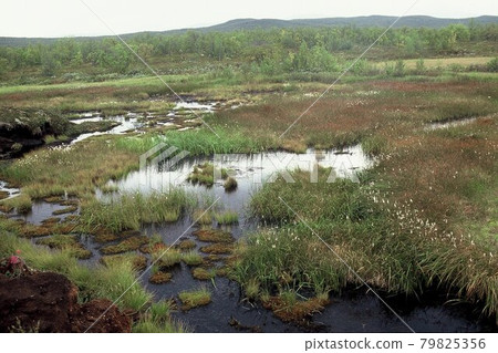 Tundra pond, vegetation in the far north of Finland Tundra pond, vegetation in the far north of Finland 79825356
