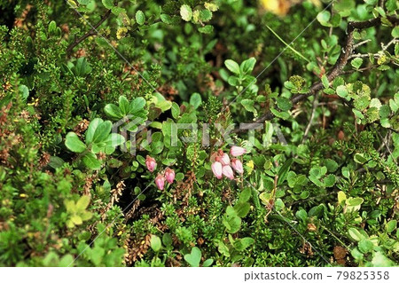 Finnish tundra, cowberry flower Finnish tundra, cowberry flower 79825358